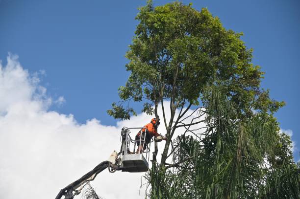 Professional Tree Care in Madison Park, NJ